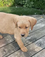 Fox red male 1, a male Labrador Retriever for sale in Otisville, MI – 1 of 1