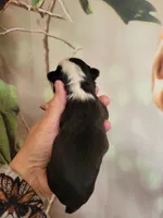 processed/e611bf82-94b3-4d3c-8ed1-c4d7a0be8662/listing/a6a2a545-9ffa-429f-803f-9d9425ca2168/a08af199-86e4-4938-b738-eef6a63188e1