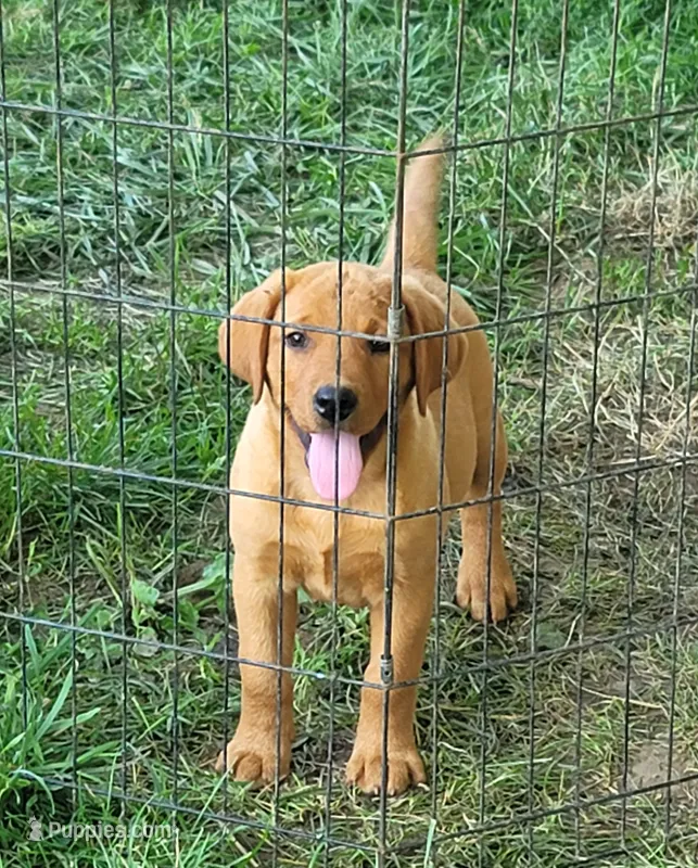 Labrador fox red male – Labrador Retriever puppy for sale in Otisville, MI