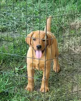 Labrador fox red male, a male Labrador Retriever for sale in Otisville, MI – 1 of 1