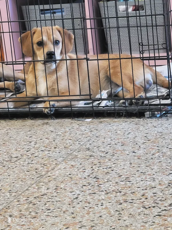 Puggle male – Puggle puppy for sale in Otisville, MI
