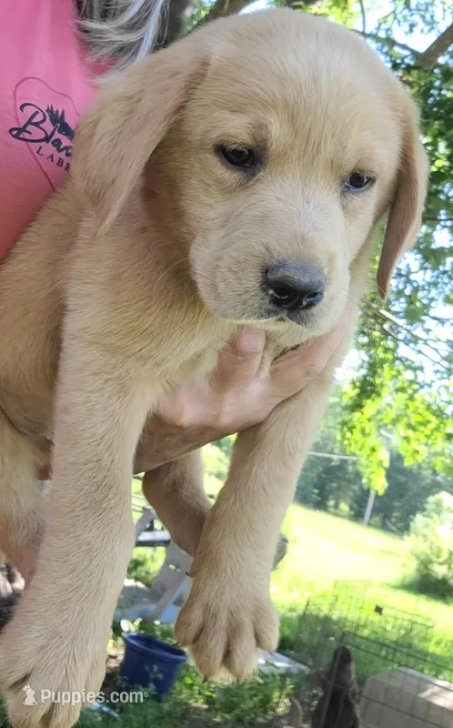 Labrador light fox red male – Labrador Retriever puppy for sale in Otisville, MI