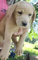 Labrador light fox red male, a male Labrador Retriever for sale in Otisville, MI – 1 of 2