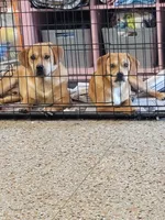 Puggle male, a male Puggle for sale in Otisville, MI – 2 of 2