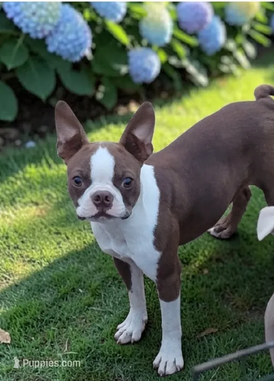 Boston male chocolate  – Boston Terrier puppy for sale in Otisville, MI