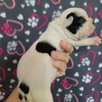 Black female splash, a female Boston Terrier for sale in Otisville, MI – Photo 4 of 7