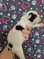 processed/e611bf82-94b3-4d3c-8ed1-c4d7a0be8662/listing/ec677ae0-d631-4989-9a20-ab5767262fd1/03640fe1-f2dd-4fe1-97ba-75579ec0de4d