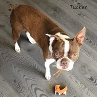 Black female splash, a female Boston Terrier for sale in Otisville, MI – Photo 7 of 7