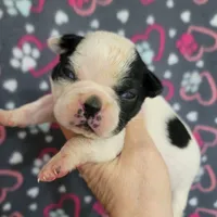 Black female splash, a female Boston Terrier for sale in Otisville, MI – Photo 1 of 7