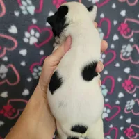 Black female splash, a female Boston Terrier for sale in Otisville, MI – Photo 3 of 7