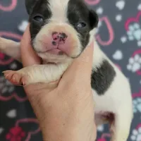 Blue splash female, a female Boston Terrier for sale in Otisville, MI – Photo 3 of 5