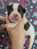 Blue splash female, a female Boston Terrier for sale in Otisville, MI – Photo 3 of 5