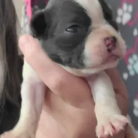 Blue splash female, a female Boston Terrier for sale in Otisville, MI – Photo 1 of 5