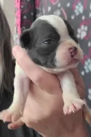 Blue splash female, a female Boston Terrier for sale in Otisville, MI – Photo 1 of 5