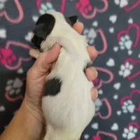 Blue splash female, a female Boston Terrier for sale in Otisville, MI – Photo 2 of 5