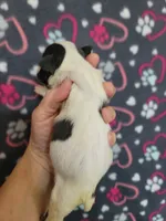 Blue splash female, a female Boston Terrier for sale in Otisville, MI – Photo 2 of 5