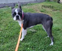 Blue splash female, a female Boston Terrier for sale in Otisville, MI – Photo 5 of 5