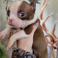 Chocolate female, a female Boston Terrier for sale in Otisville, MI – Photo 1 of 3