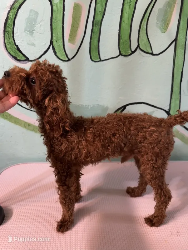 AKC TCup#m1 – Poodle - Toy  puppy for sale in Newalla, OK