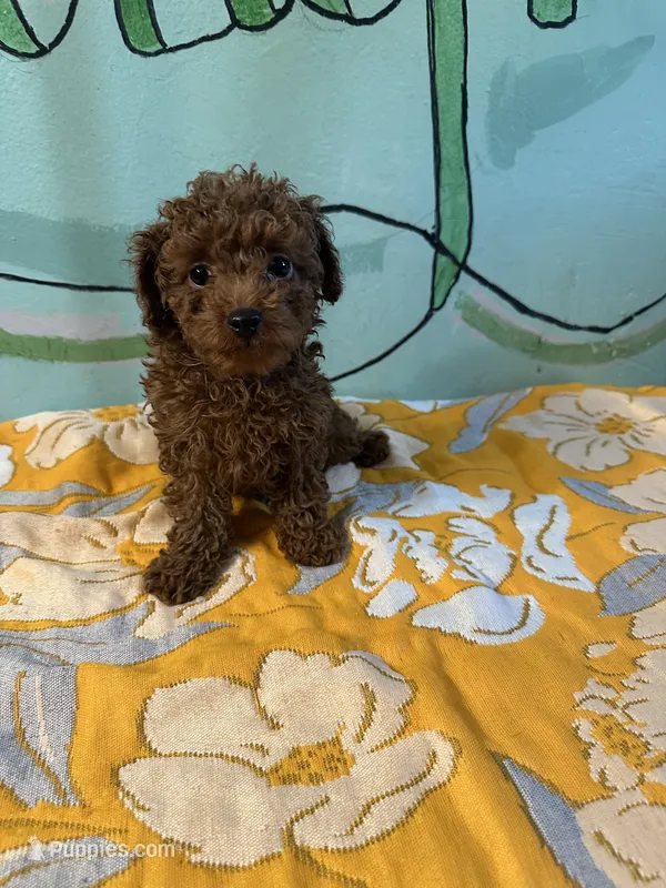 AKC toy boy2 – Poodle - Toy  puppy for sale in Newalla, OK
