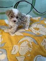 Teacup girl 1 , a female Shihpoo and Poodle - Toy  for sale in Newalla, OK – 5 of 5