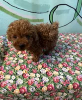 AKC Lily teacup m1 , a male Poodle - Toy  for sale in Newalla, OK – 4 of 5
