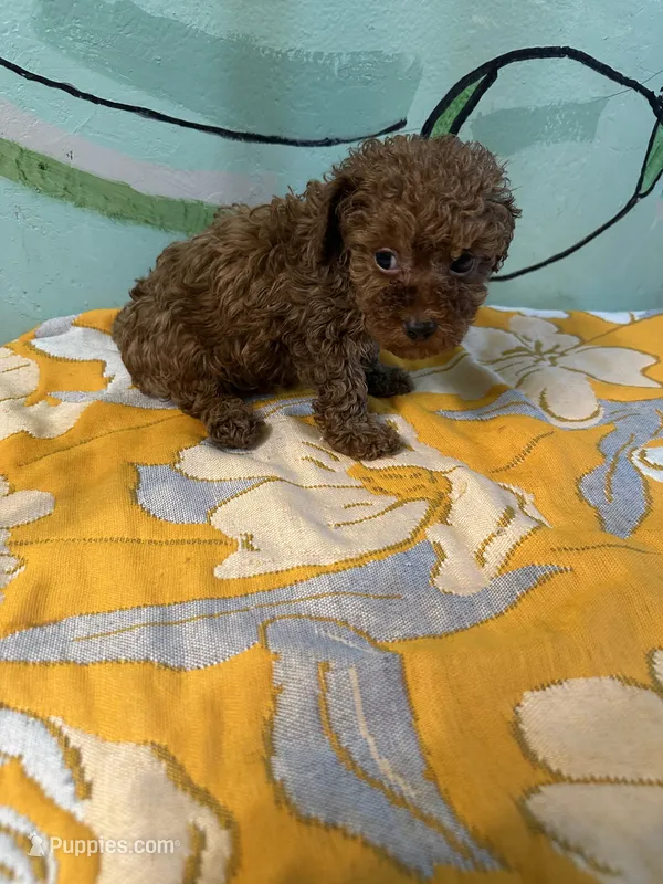 AKC teacup boy  – Poodle - Toy  puppy for sale in Newalla, OK