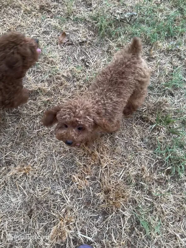 AKC apricot girl  – Poodle - Toy  puppy for sale in Newalla, OK