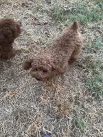 AKC apricot girl , a female Poodle - Toy  for sale in Newalla, OK – 1 of 4