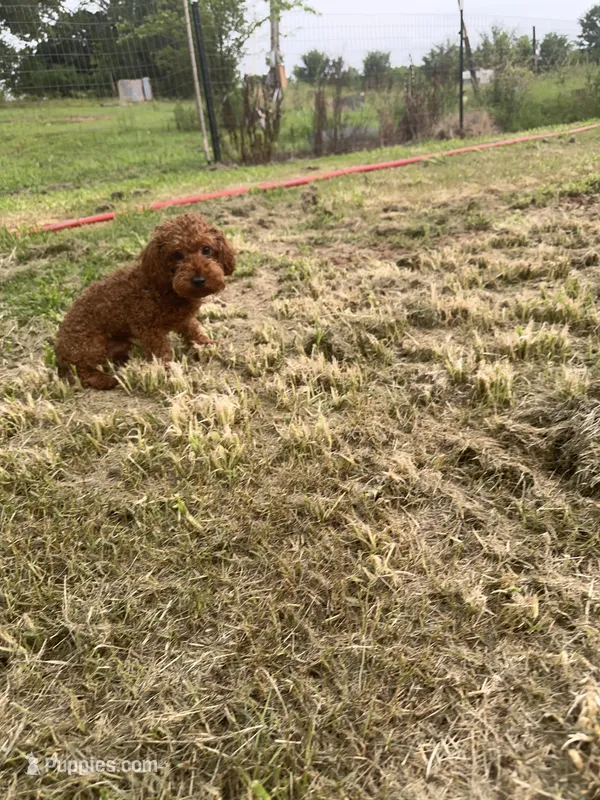 AKC Tcup#m2 – Poodle - Toy  puppy for sale in Newalla, OK