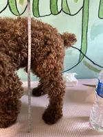 AKC tdrm2, a male Poodle - Toy  for sale in Newalla, OK – 3 of 4