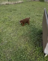 AKC tdrm2, a male Poodle - Toy  for sale in Newalla, OK – 2 of 4