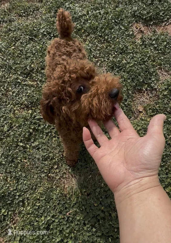 AKC tdrm2 – Poodle - Toy  puppy for sale in Newalla, OK