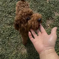 AKC tdrm2, a male Poodle - Toy  for sale in Newalla, OK – Photo 3 of 4