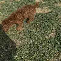 AKC tdrm2, a male Poodle - Toy  for sale in Newalla, OK – Photo 1 of 4