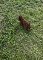 AKC tdrm2, a male Poodle - Toy  for sale in Newalla, OK – 4 of 4