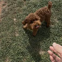 AKC tdrm2, a male Poodle - Toy  for sale in Newalla, OK – Photo 4 of 4