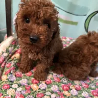 AKC tdrm2, a male Poodle - Toy  for sale in Newalla, OK – Photo 2 of 4
