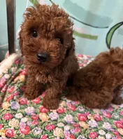 AKC tdrm2, a male Poodle - Toy  for sale in Newalla, OK – Photo 1 of 2