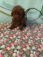 AKC tdrm2, a male Poodle - Toy  for sale in Newalla, OK – Photo 2 of 2