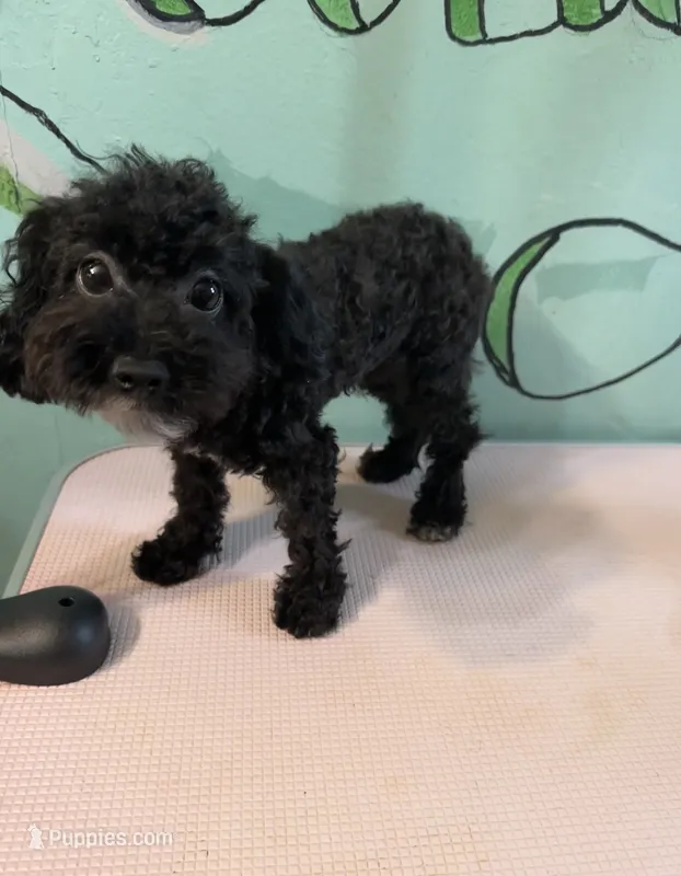 Teacup boy2  – Shihpoo, Poodle - Toy  puppy for sale in Newalla, OK