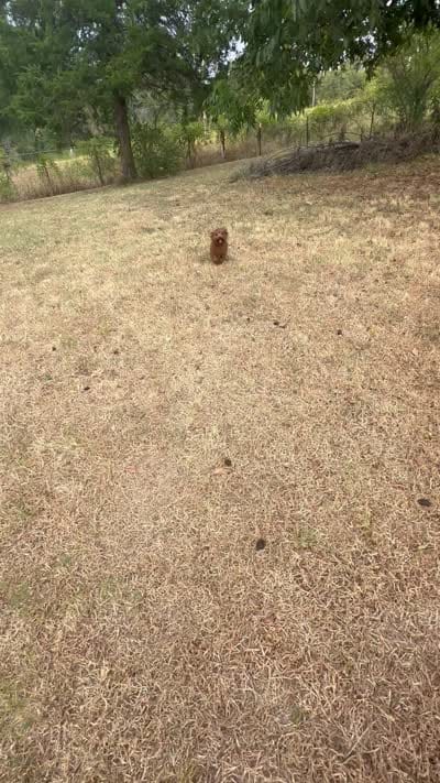 AKC #f, a female Poodle - Toy  for sale in Newalla, OK – 4 of 4