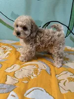 Maltipoo girl2 , a female Maltipoo for sale in Newalla, OK – 2 of 4