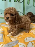 Teacup boy , a male Poodle - Toy  for sale in Newalla, OK – Photo 1 of 5