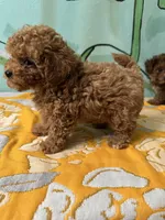 Teacup boy , a male Poodle - Toy  for sale in Newalla, OK – Photo 4 of 5