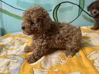 Teacup boy , a male Poodle - Toy  for sale in Newalla, OK – Photo 2 of 5