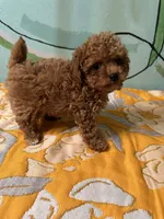Teacup boy , a male Poodle - Toy  for sale in Newalla, OK – Photo 3 of 5