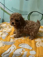 Teacup boy , a male Poodle - Toy  for sale in Newalla, OK – Photo 5 of 5
