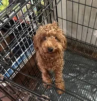 AKC boy, a male Poodle - Toy  for sale in Newalla, OK – 2 of 2