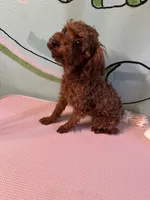 AKC teacup girl2, a female Poodle - Toy  for sale in Newalla, OK – 4 of 6